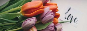 Pictures of Purple and Red Tulips