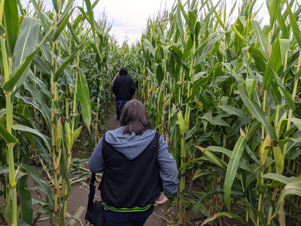People walking through corn maze